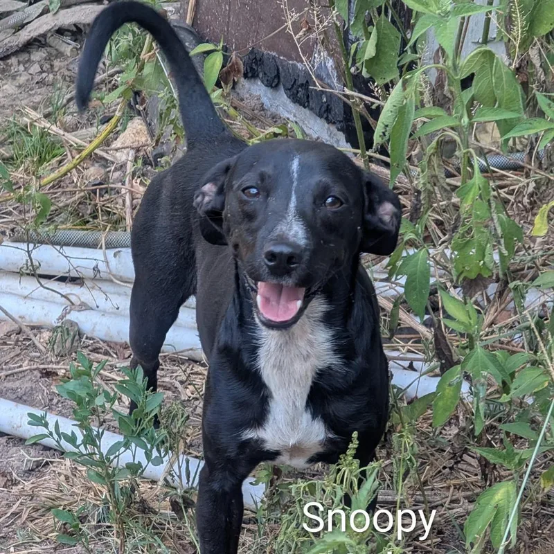 Snoopy