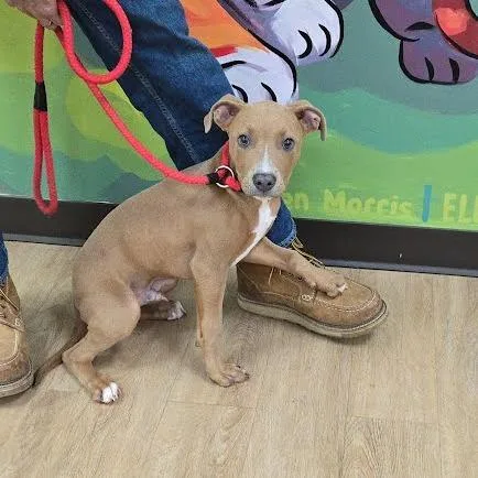A baby small-sized male Pit Bull Terrier dog named SVASStray for adoption in Verona, VA