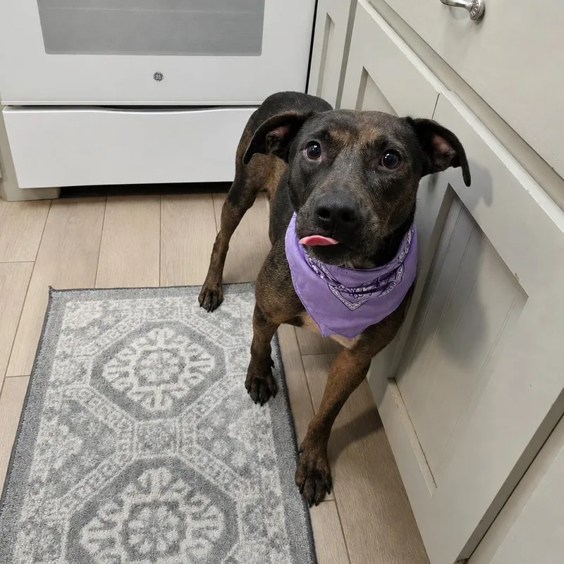 An adult medium-sized male Bicolor Labrador Retriever dog named Bruce for adoption in Oak Point, TX
