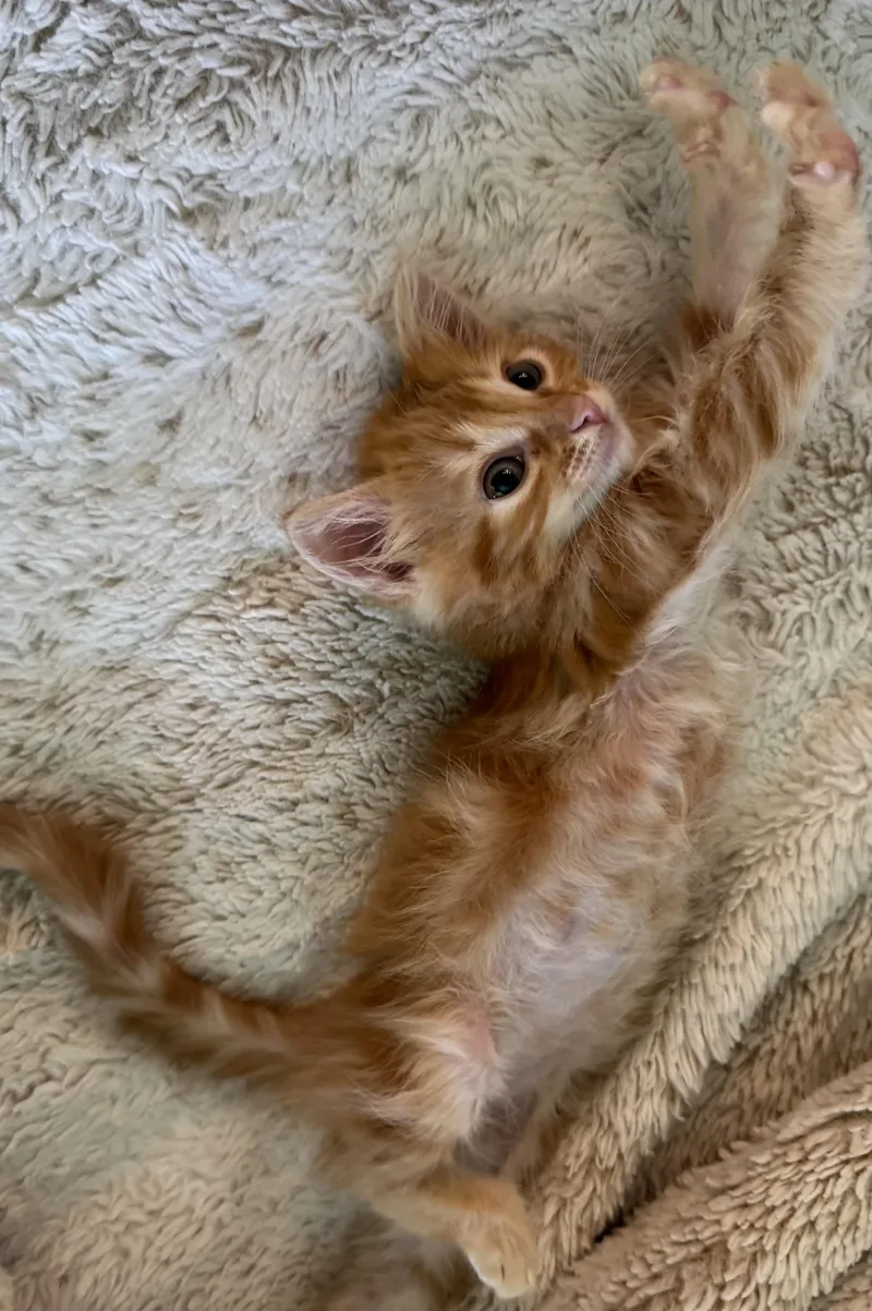 A baby small-sized male Domestic Long Hair cat named Kusuo for adoption in Long Beach, CA