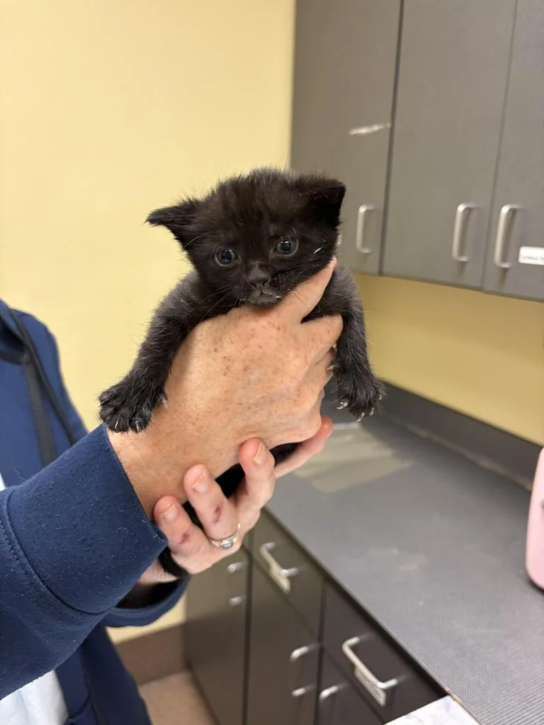 A baby medium-sized male Domestic Short Hair cat named Harpโ
for adoption in Florence, SC