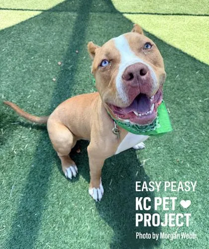 A young extra large-sized male Yellow / Tan / Blond / Fawn Pit Bull Terrier dog named Easy Peasy for adoption in Kansas City, MO