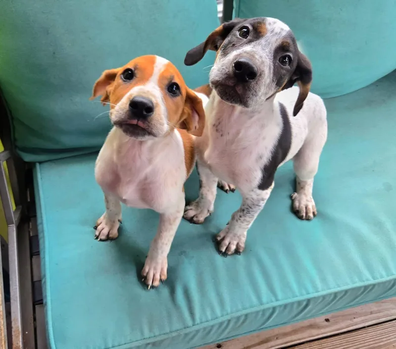 A baby medium-sized female American Foxhound dog named Scarlett O'Hound for adoption in New Orleans, LA