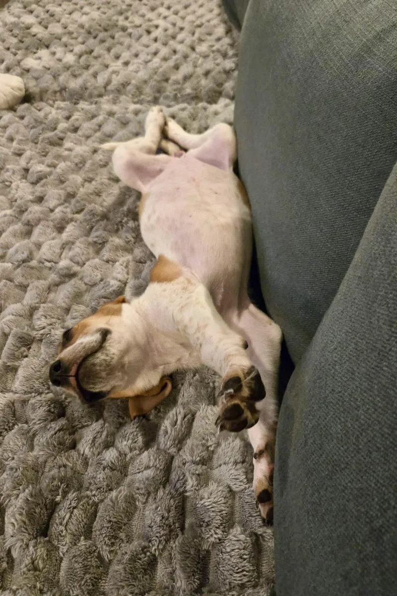 Scarlett O'Hound thumbnail 2