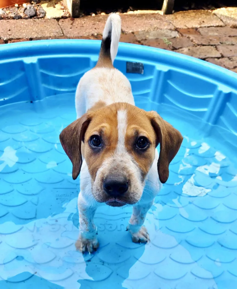 Scarlett O'Hound thumbnail 4