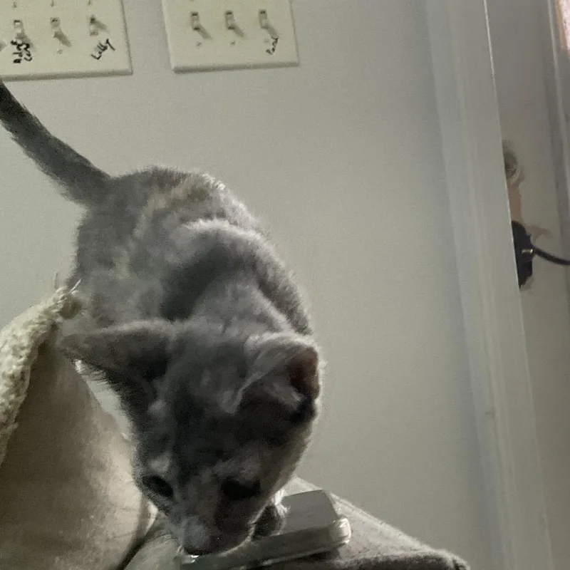 A baby small-sized female Tortoiseshell Domestic Short Hair cat named Edith for adoption in Gonzales, LA