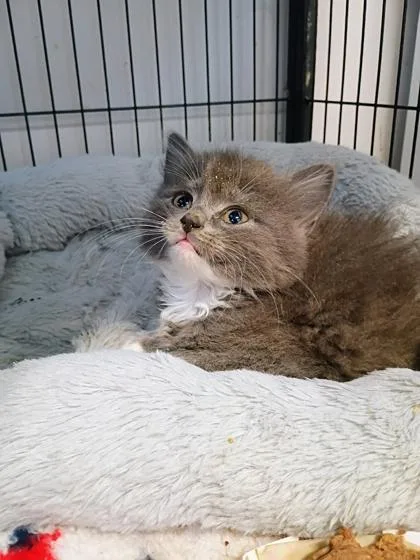 A baby small-sized female Domestic Medium Hair cat named Curly Sue for adoption in Beatrice, NE