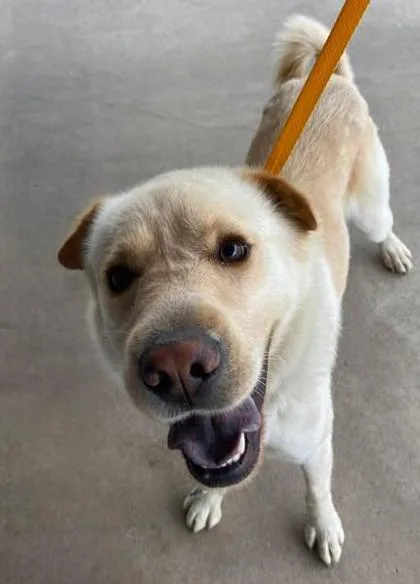 An adult large-sized male Shar-Pei dog named Leo for adoption in Lampasas, TX