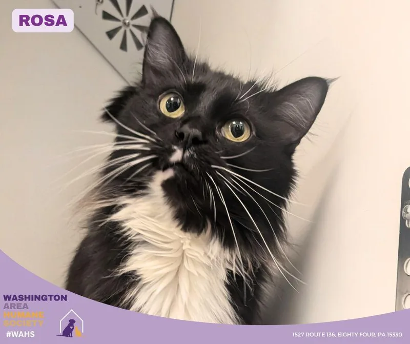 An adult medium-sized female Black & White / Tuxedo Domestic Long Hair cat named Rosa for adoption in Eighty Four, PA