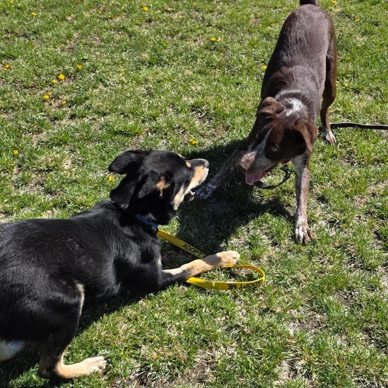 A young medium-sized male Brown / Chocolate German Shorthaired Pointer dog named Rocky Road for adoption in Albuquerque, NM