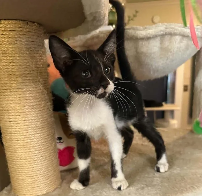 A baby medium-sized male Black & White / Tuxedo Domestic Short Hair cat named Pete for adoption in Waxahachie, TX