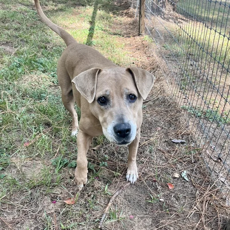 A senior medium-sized female Yellow / Tan / Blond / Fawn Labrador Retriever dog named Sherry for adoption in Palestine, TX