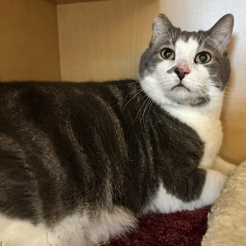 A senior extra large-sized male Gray / Blue / Silver Domestic Short Hair cat named Milo for adoption in Washington Township, OH