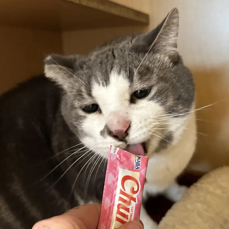 Milo thumbnail 2