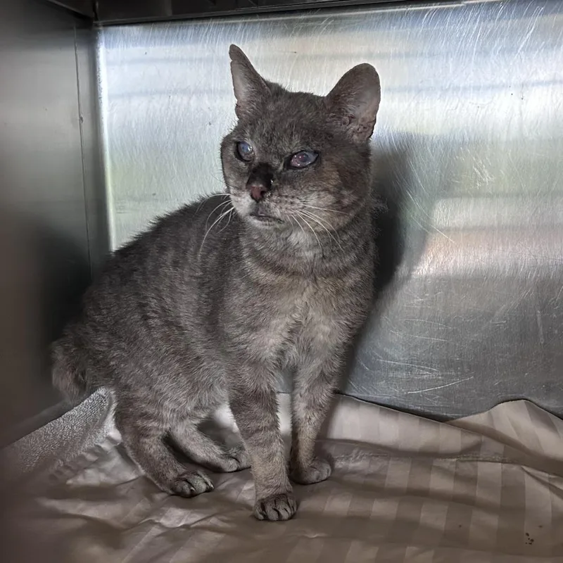 An adult medium-sized male Gray / Blue / Silver Domestic Short Hair cat named Bobo for adoption in Asheville, NC
