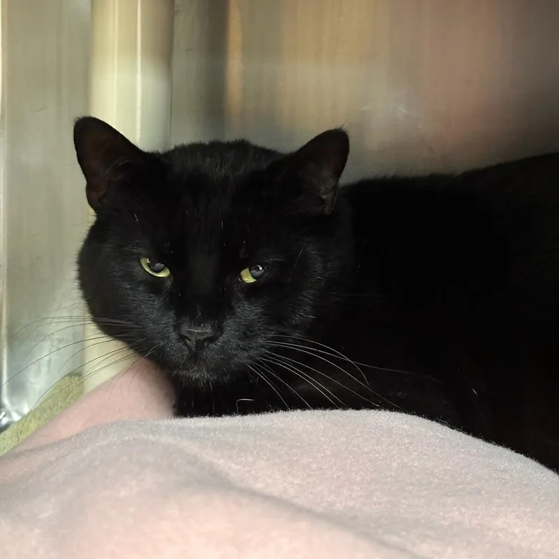 An adult large-sized male Domestic Short Hair cat named Havoc for adoption in Springfield, MA