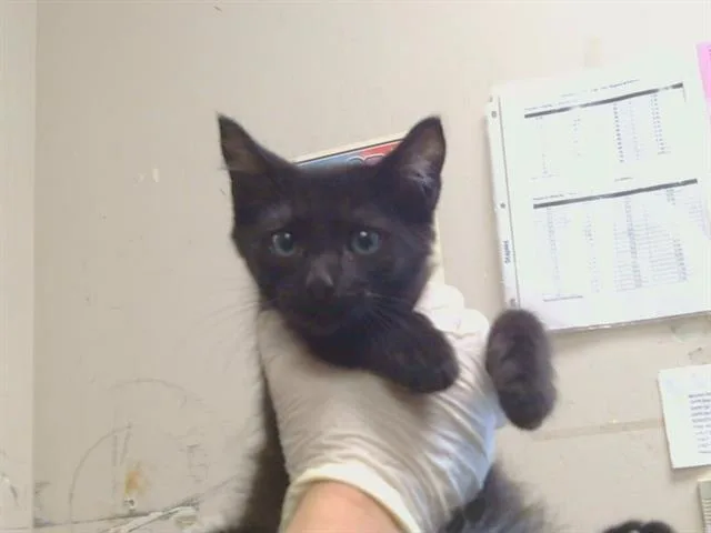 A baby small-sized male Domestic Short Hair cat named Charlie for adoption in Sacramento, CA