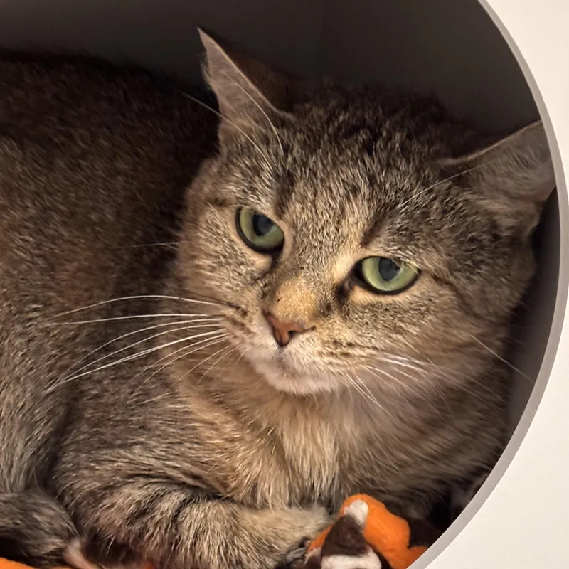 An adult medium-sized female Tabby (Brown / Chocolate) Domestic Short Hair cat named Jewels for adoption in Batavia, NY