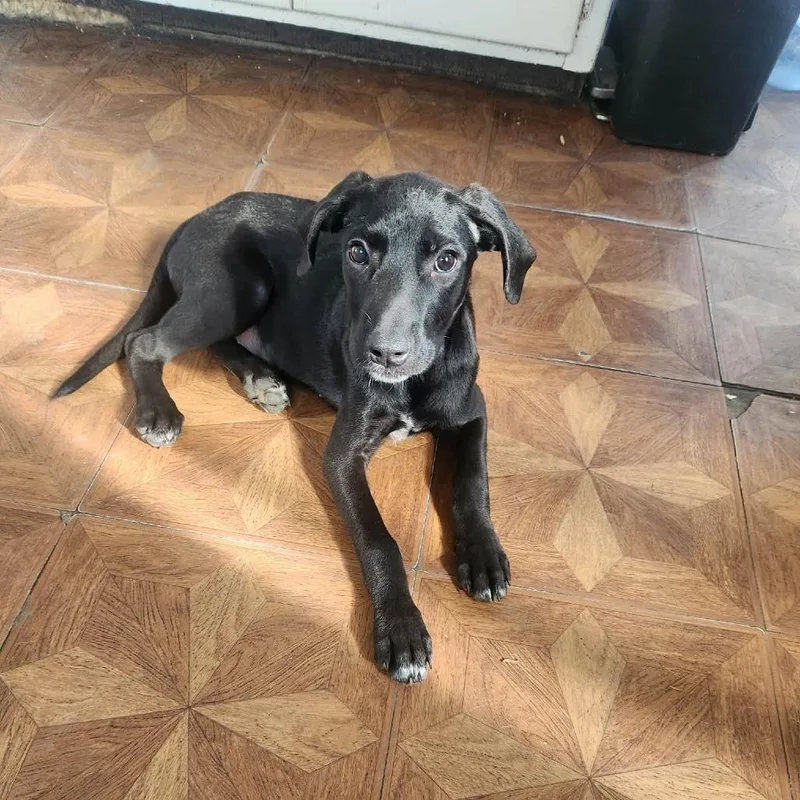 A baby medium-sized female Hound dog named Kai for adoption in Rochester, MN