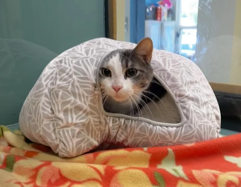 An adult medium-sized male White Domestic Short Hair cat named Ferdinand for adoption in Suffolk, VA
