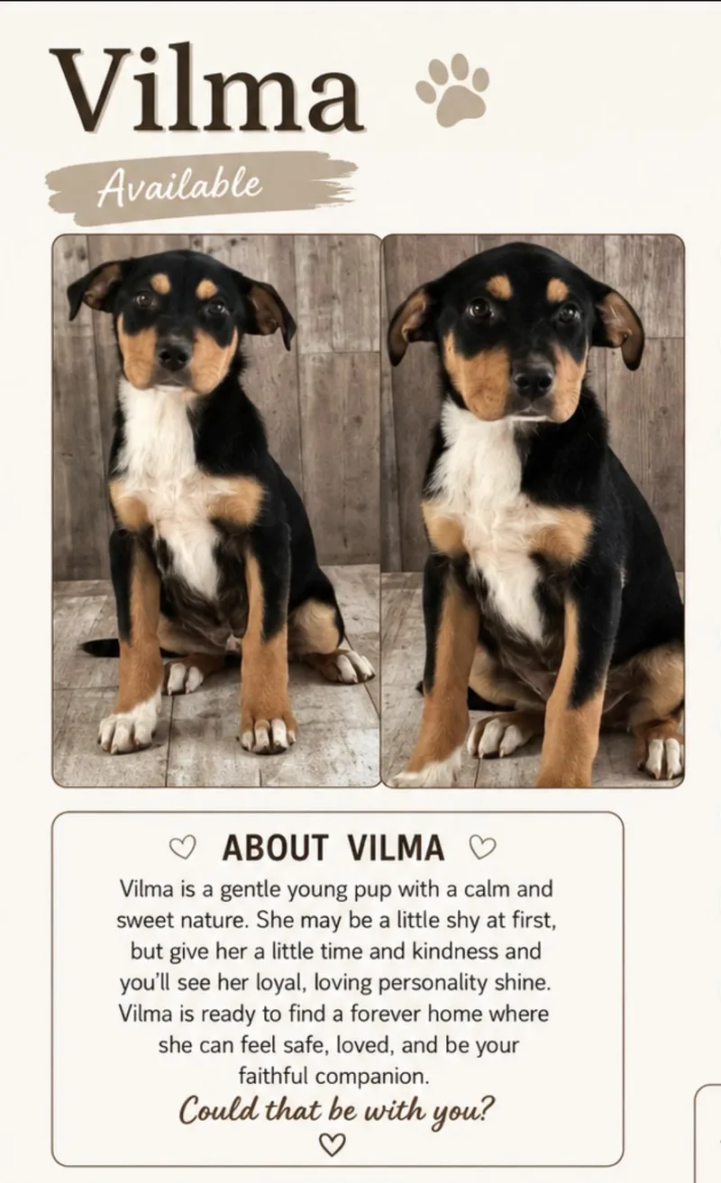 Vilma thumbnail 2