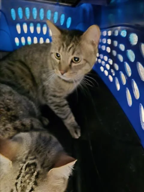 A young medium-sized male Domestic Short Hair cat named Stanley Yelnats for adoption in Derwood, MD