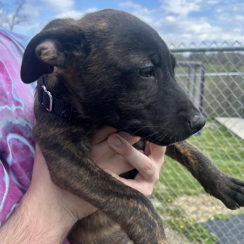 A baby large-sized male Brindle German Shepherd Dog dog named Waldo for adoption in Uniontown, PA