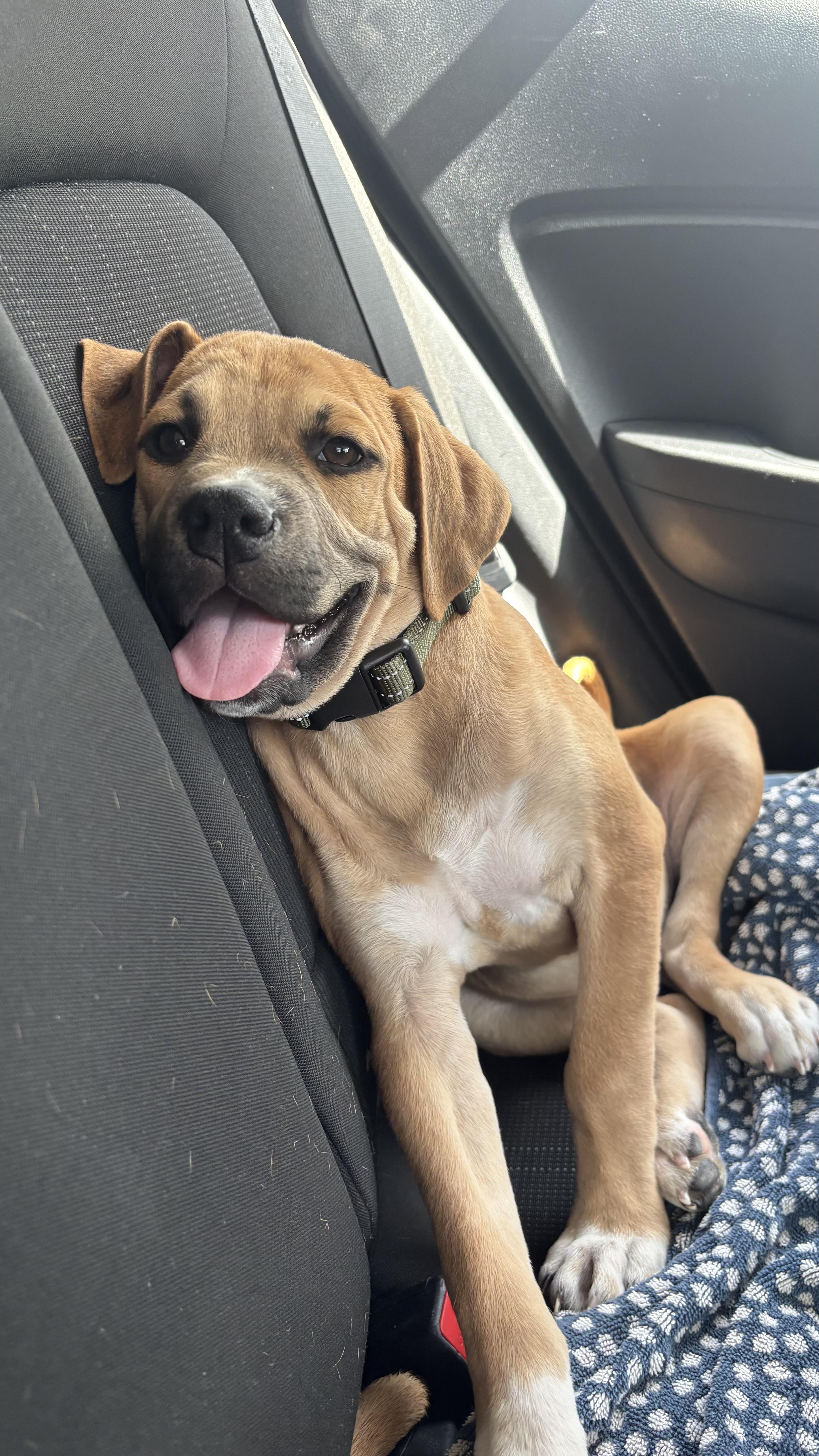 A baby medium-sized male Golden Boxer dog named Bam Bam The for adoption in Carolina, PR