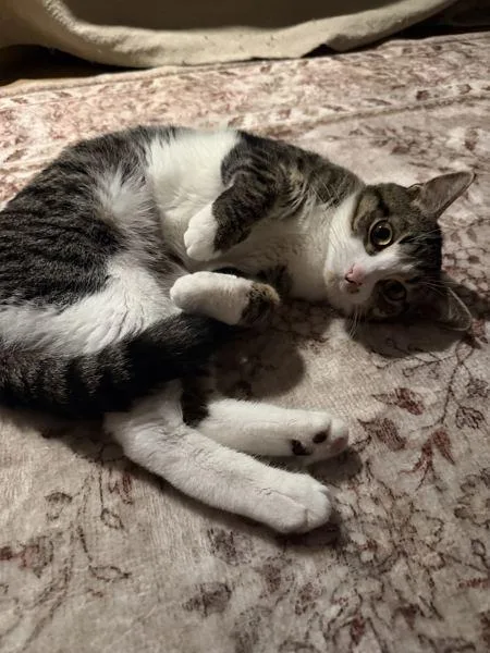 A young medium-sized male Domestic Short Hair cat named Junior for adoption in Ridgewood, NY