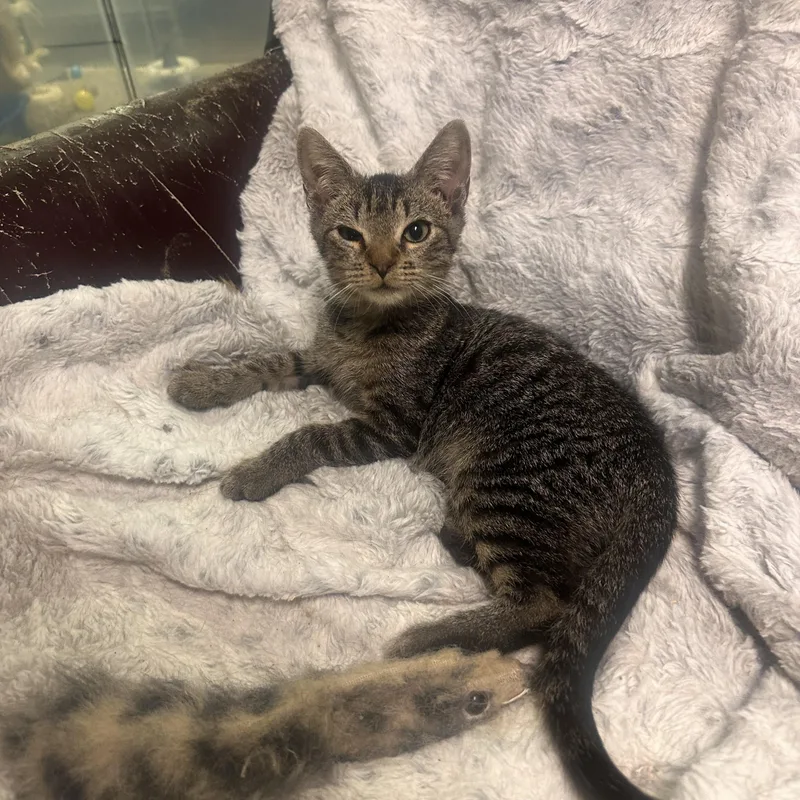 A baby medium-sized male Tabby (Buff / Tan / Fawn) Tabby cat named Oscar for adoption in Atlanta, GA