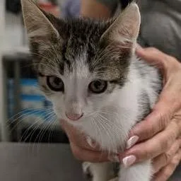 A baby small-sized male Black Domestic Short Hair cat named For Loot And Glory for adoption in Fredericksburg, VA