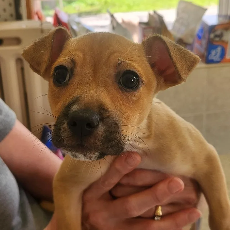 A baby medium-sized female Mixed Breed dog named Huron for adoption in Fenton, MI