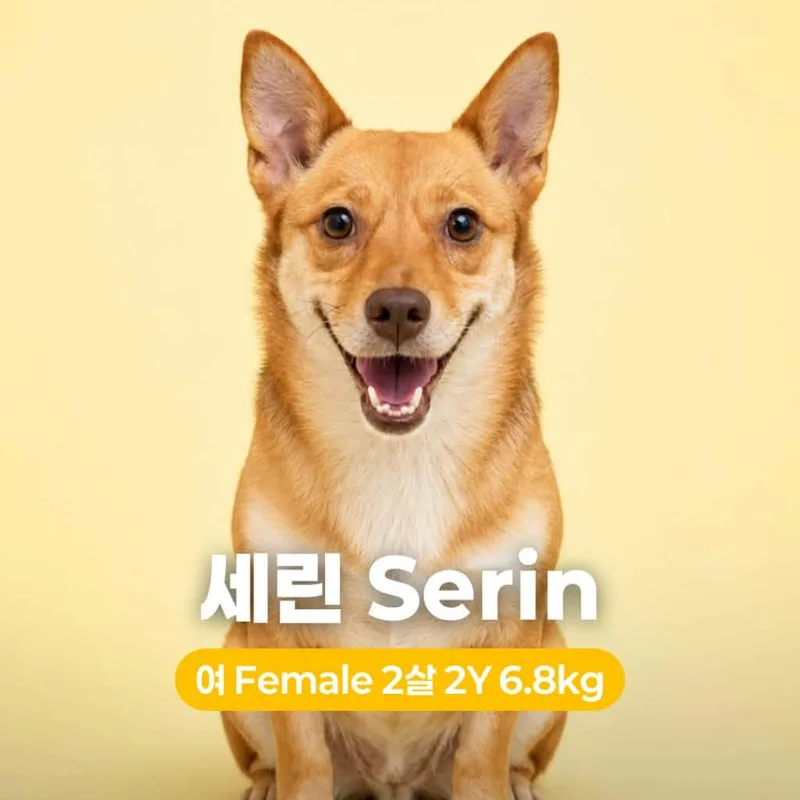 An adult small-sized female Golden Jindo dog named Serin HW+ for adoption in Northbrook, IL