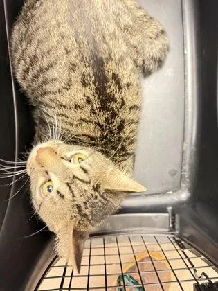 An adult small-sized male Domestic Short Hair cat named Arthur for adoption in South Bend, IN