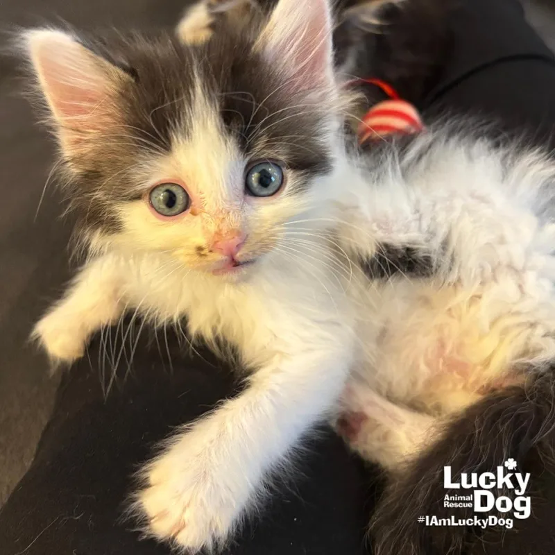 A baby medium-sized female Black & White / Tuxedo Domestic Medium Hair cat named Sneaker for adoption in Washington, DC