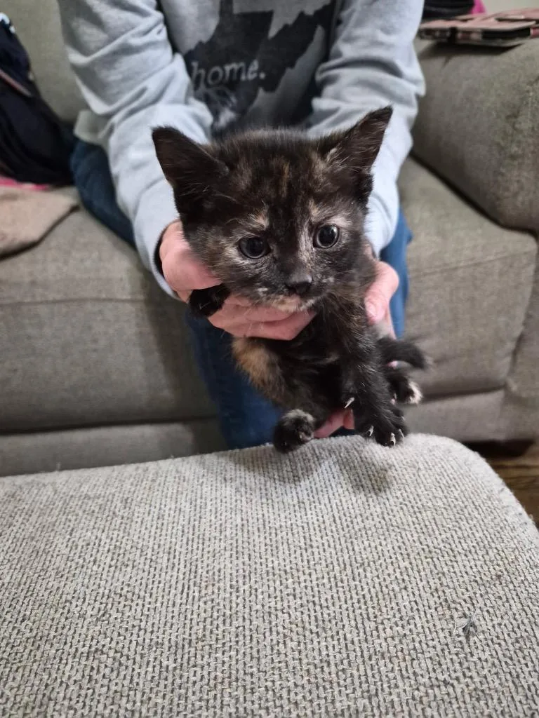 A baby large-sized female Domestic Short Hair cat named Elain for adoption in Parsons, WV