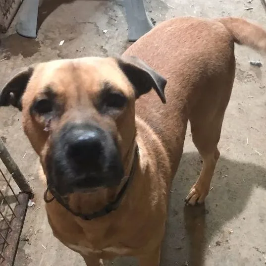 A young large-sized male Red / Chestnut / Orange Black Mouth Cur dog named Ammo for adoption in Austin, TX