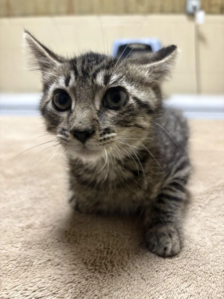 Leo