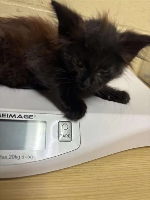 A baby small-sized female Domestic Short Hair cat named Alex Morgan for adoption in Sacramento, CA