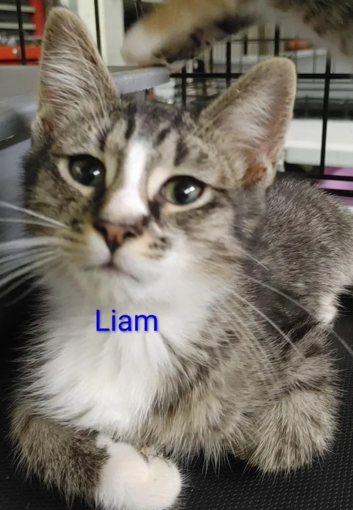 A baby medium-sized male Black Domestic Short Hair cat named Liam for adoption in Shawnee, KS