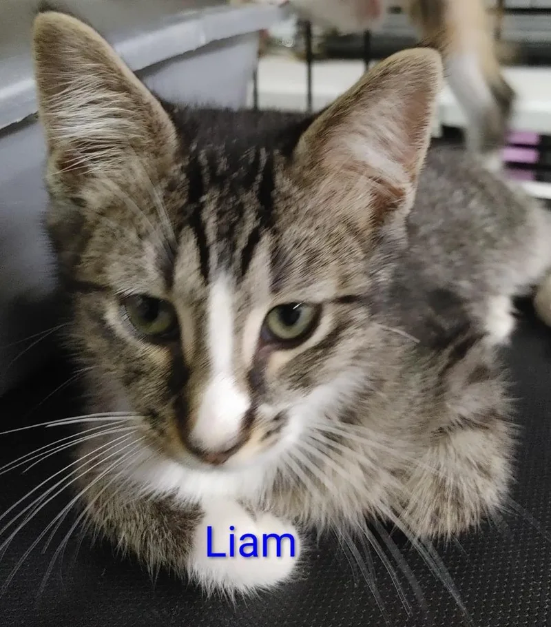 Liam thumbnail 2