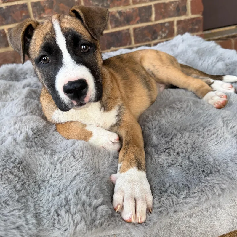 A baby medium-sized female Tricolor (Brown, Black, & White) Bulldog dog named Sienna for adoption in Calera, AL