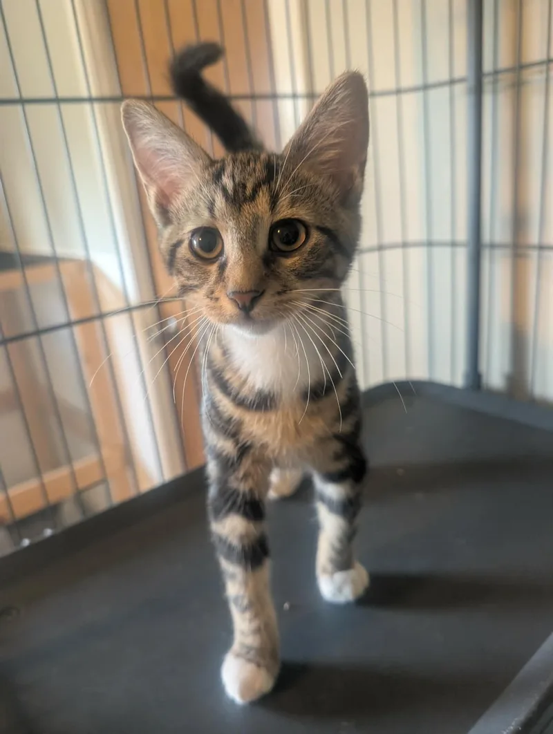 A baby medium-sized male Tabby (Brown / Chocolate) Domestic Short Hair cat named Twinkie for adoption in fennville, MI