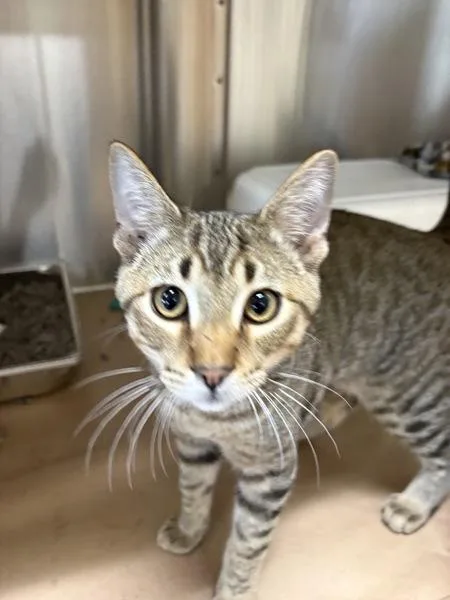 A baby small-sized male Domestic Short Hair cat named Teddy for adoption in Kennewick, WA