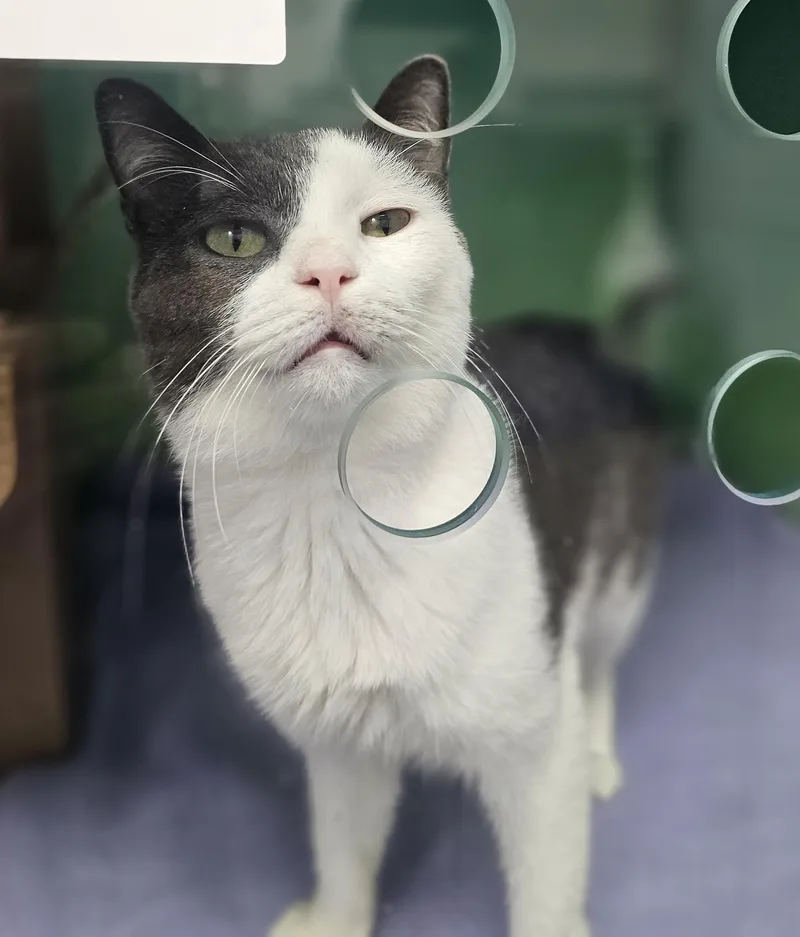 An adult medium-sized male Gray & White American Shorthair cat named Boogie for adoption in Brooklyn, NY