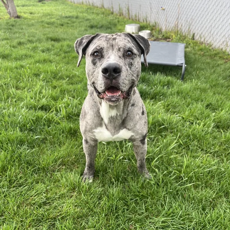 An adult medium-sized male Gray / Blue / Silver Mixed Breed dog named Jay for adoption in Spokane, WA