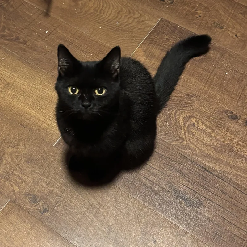 An adult medium-sized female Black Domestic Short Hair cat named Tootsie for adoption in Pittsburgh, PA