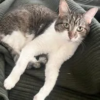 An adult medium-sized female Domestic Short Hair cat named Missy for adoption in Wilmington, NC
