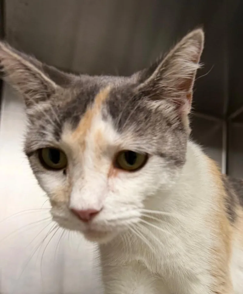 A young medium-sized female Domestic Short Hair cat named Sugar for adoption in Utica, MI