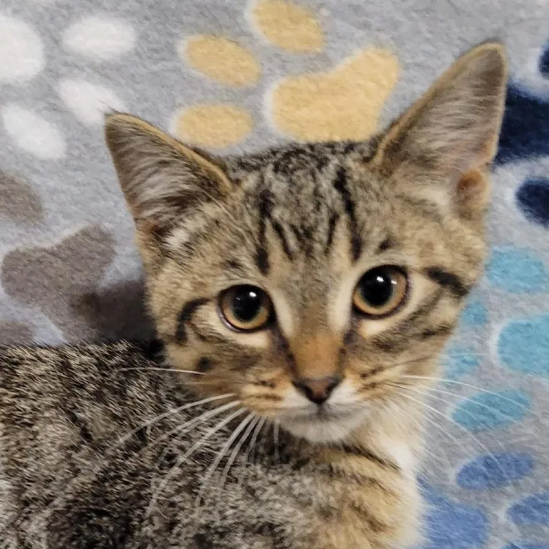 A baby small-sized male Brown / Chocolate Domestic Short Hair cat named Raccoon for adoption in Traverse City, MI